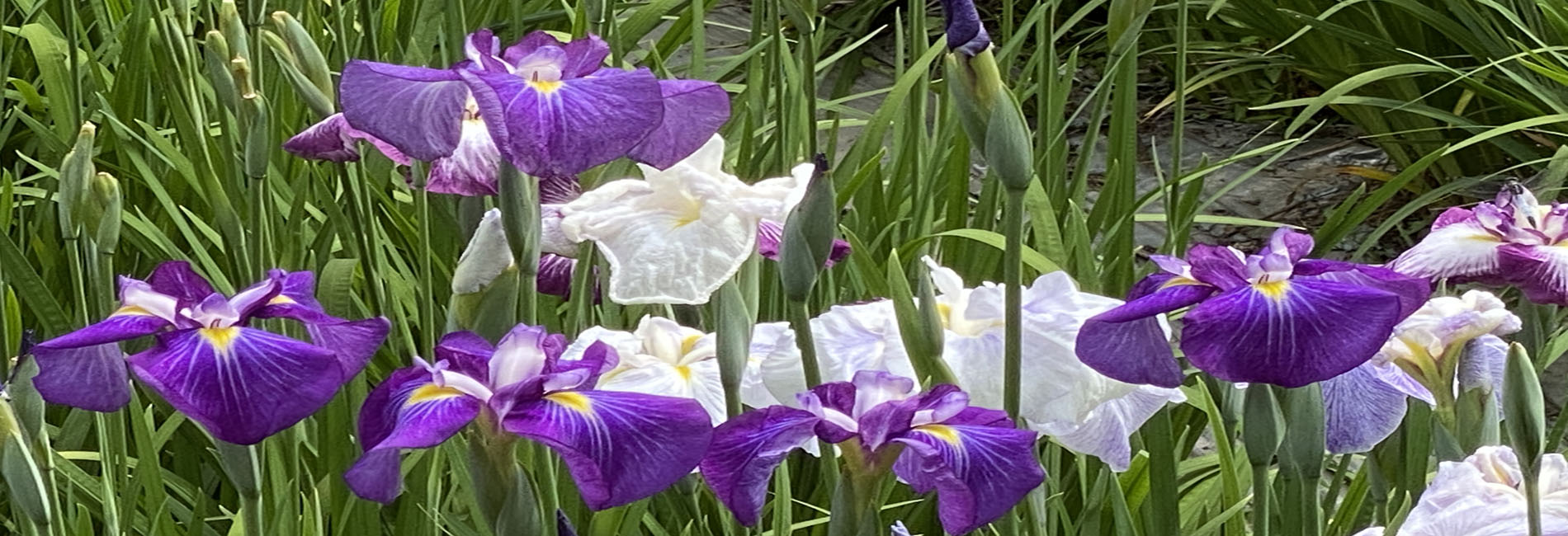 池田池東の菖蒲園